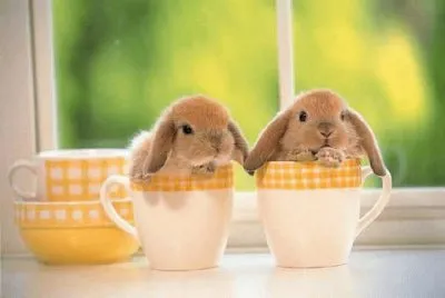 que bonito conejo es bien tierno