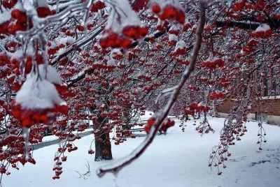 Cherrys jigsaw puzzle