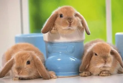 que bonitos conejos y botas