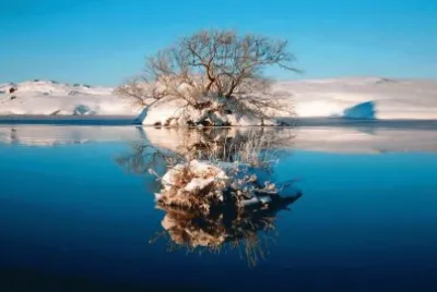 Reflejo de Arbol jigsaw puzzle