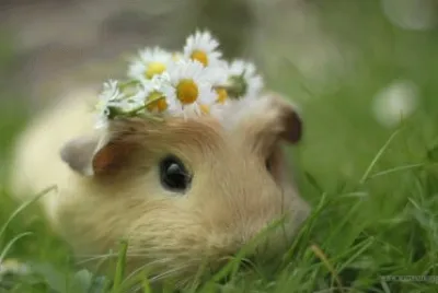 es una muy bonita ama del pasto