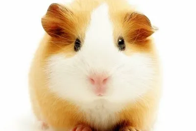 es muy bonito hamster