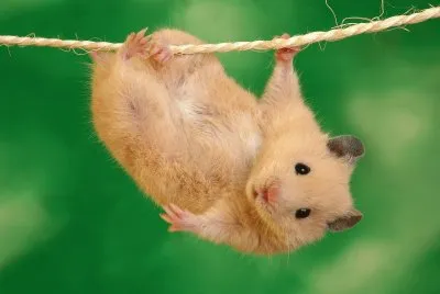 ustedes cren que se caiga