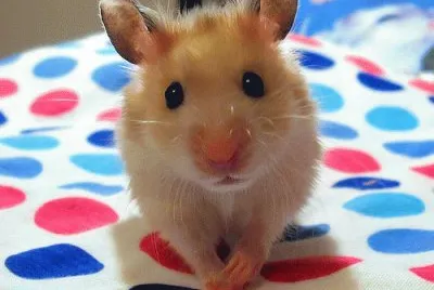 muy tierno hamster