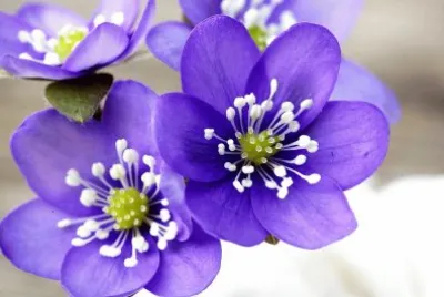 anemone jigsaw puzzle