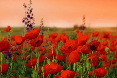 coquelicots jigsaw puzzle
