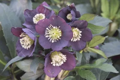 hellebore jigsaw puzzle