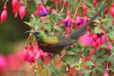 Nectarinia kilimensis jigsaw puzzle