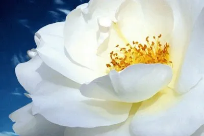 פאזל של Belleza Blanca