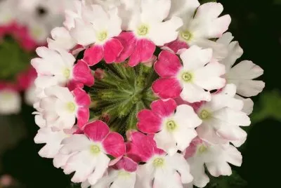 פאזל של Verbena Twister Pink
