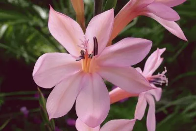 watsonia jigsaw puzzle