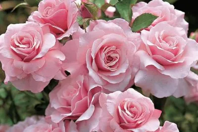 Rosas