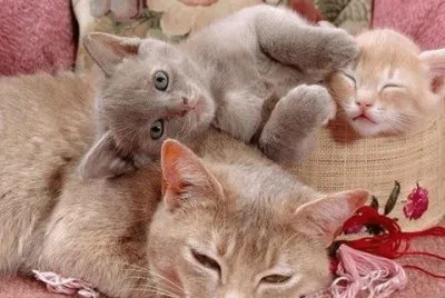Gatinhos
