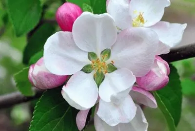 34 jigsaw puzzle