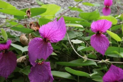 dalechampia jigsaw puzzle