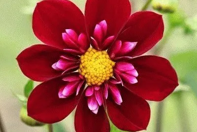 פאזל של Belleza en rojo