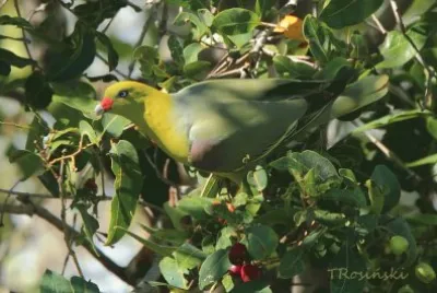 פאזל של paloma verde africana
