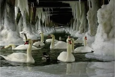 cisnes no lago de gelo