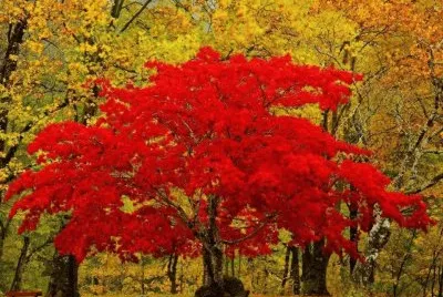 NÂº 514 jigsaw puzzle