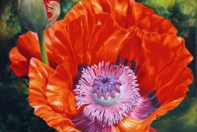 Beautiful Poppy jigsaw puzzle