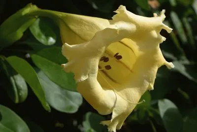 solandra jigsaw puzzle
