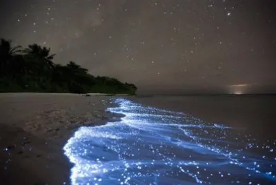 Mar de estrellas. Isla Vaadhoo.  Maldivas