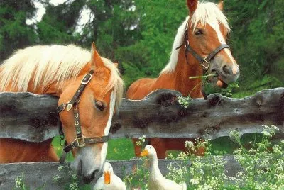 cavalos