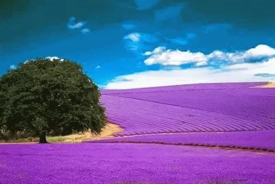 PAISAJE CON LAVANDA