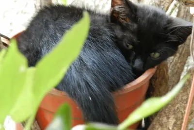 LA CHILINDRINA DURMIENDO LA SIESTA
