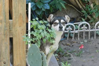 EL BANDIDO