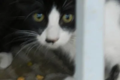 MILO, EL GATITO CALLEJERO