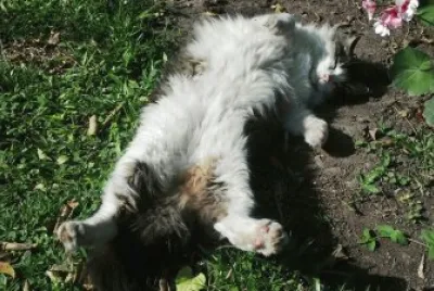INDIO TOMANDO SOL