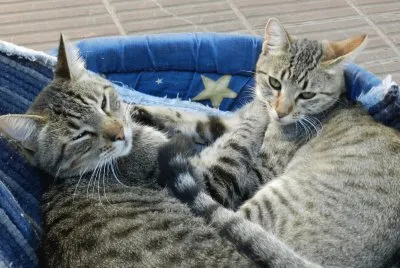 POPI  Y YAYITA