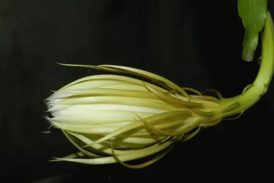 EPIPYLLUM