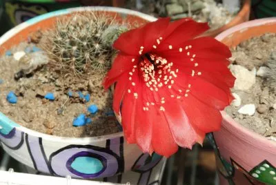 LOBIVIA DENISETA