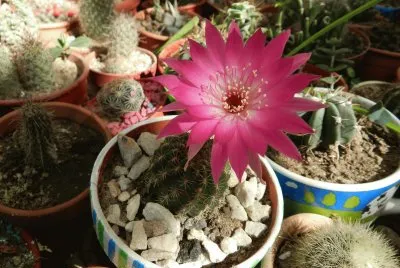LOBIVIA WINTERIANA