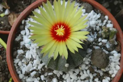 ASTROPYTHUM