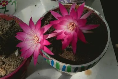 LOBIVIA WINTERIANA