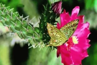 MARIPOSA POSADA EN UN CACTUS