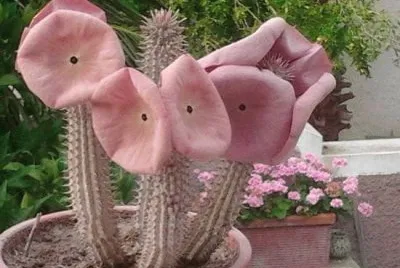 HOODIA GORDONI