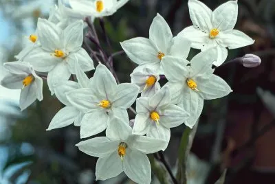 solanum
