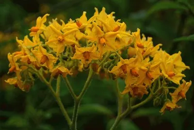 solanum