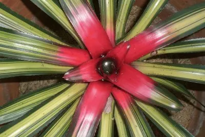 Bromelia5