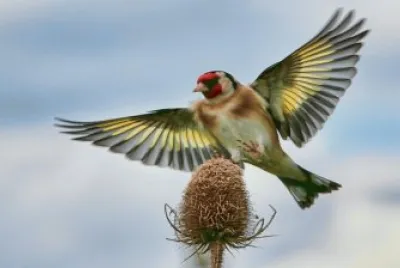 cardellino
