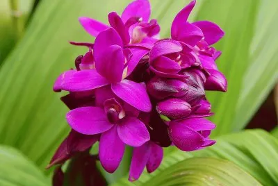 spathoglottis