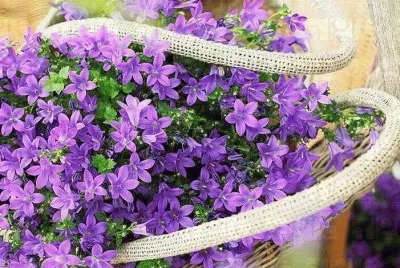 FLORES