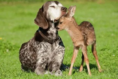 פאזל של animais