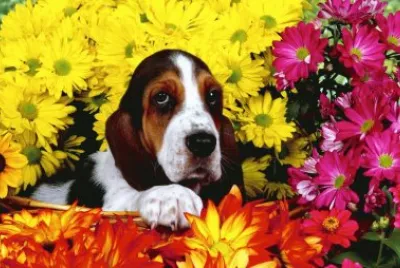 perro y flores