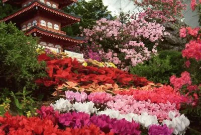 flores