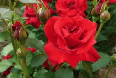 rosas
